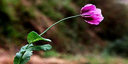 《燕云十六声》团队招兵买马 打造真沉浸武侠开放世界